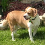 Barnaby (Beagle)