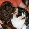 Cocker and calico cat.