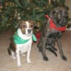 Dogs in front of Christmas tree.