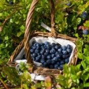A basket of blueberries