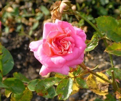 Pink rose.