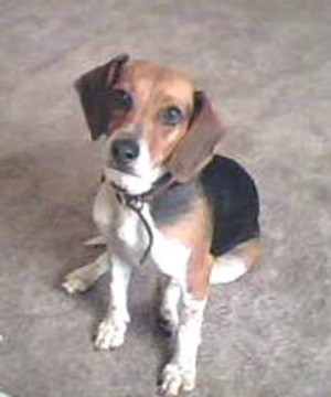 Baby (Beagle)