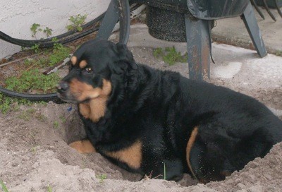 Lacey (Rottie/Chow Mix)