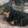 Lacey (Rottie/Chow Mix)