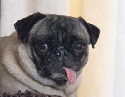 Pug with tongue hanging out
