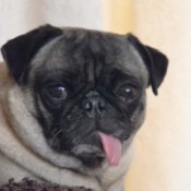 Pug with tongue hanging out