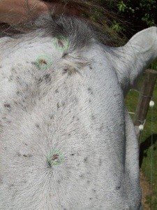 bumps on horse's forehead