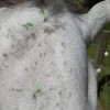 bumps on horse's forehead