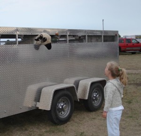 sheep in trailer