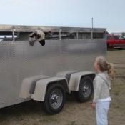 sheep in trailer