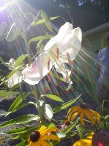 photo of white lily with sun rays