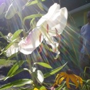 photo of white lily with sun rays