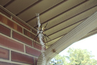 A black and yellow argiope spider.