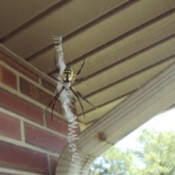 A black and yellow argiope spider.