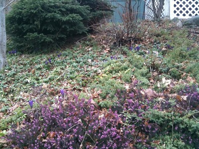 Heather and Purple Crocuses