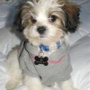 Small Shih Tzu dog with gray sweater