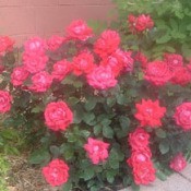 Double knock out rose bush.