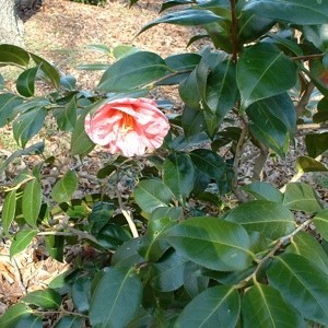 A pink flower on a shrub