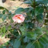 A pink flower on a shrub