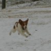 Dog running in the snow.