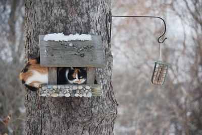 Pepper (Calico Cat)