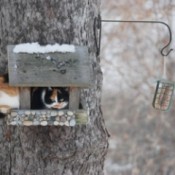 Pepper (Calico Cat)