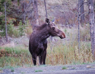 Moose looking off to the right.