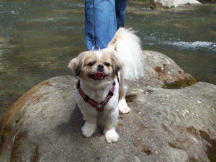 Missy (Pekingese)