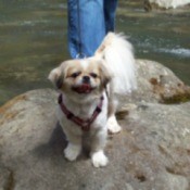 Missy (Pekingese)