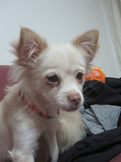 Mitsy (Long Haired Chihuahua)