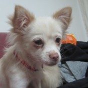 Mitsy (Long Haired Chihuahua)