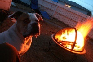Dog by outdoor firepit.