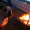 Dog by outdoor firepit.