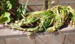 Flower leaves from a bulb that have been braided to keep them neat.