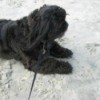 Jessie Jaynes (Shih Tzu) - Black dog in the sand.