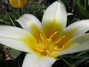 white flower with bright yellow center