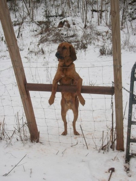 dog looking through fence