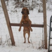 dog looking through fence