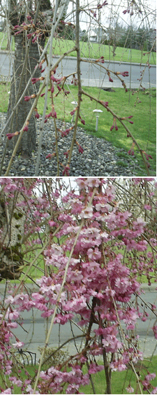 Closeup of weeping cherry flowers.