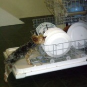 Puddles (Yorkshire Terrier)