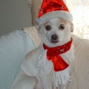 White and tan dog with hat.