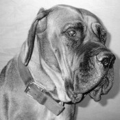 mastiff portrait