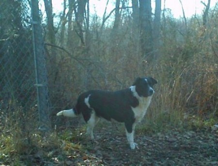 Willy (Border Collie)