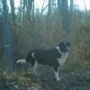 Willy (Border Collie)