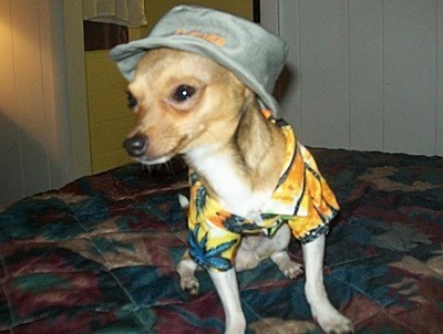 Chihuahua wearing a hat and shirt.