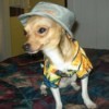 Chihuahua wearing a hat and shirt.