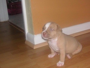 Tan and white Pit looking puppy.