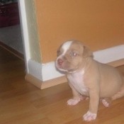 Tan and white Pit looking puppy.