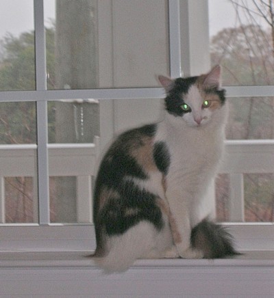 Calico cat by window.