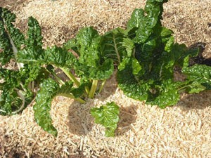 swiss chard growing in wood chips